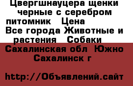 Цвергшнауцера щенки черные с серебром питомник › Цена ­ 30 000 - Все города Животные и растения » Собаки   . Сахалинская обл.,Южно-Сахалинск г.